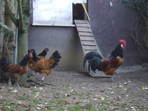 Hühner im Freilauf