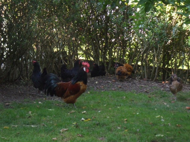 Hühner im Garten