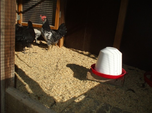 Hühner im Hühnerstall