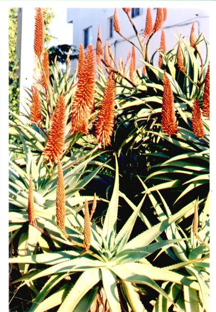 Aloe aborescens