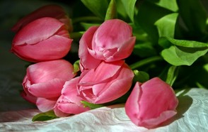Tulpen in rosa = zarte Liebe