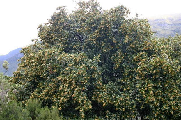 Madeira und seine besondere Pflanzenwelt