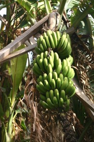 Madeira-Bananen