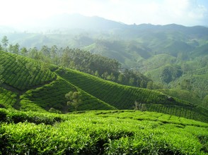 Teeplantage in Indien  