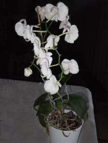 Eine müde Orchidee