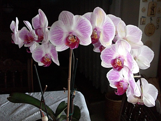 So sieht eine gesunde Orchidee aus