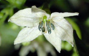 Habanero Blüte