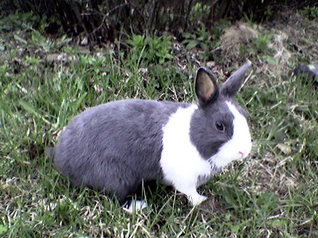 Holländer Kaninchen blau-weiß