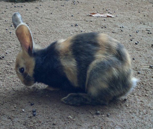 Ein Japaner Kaninchen in schwarz-gelb