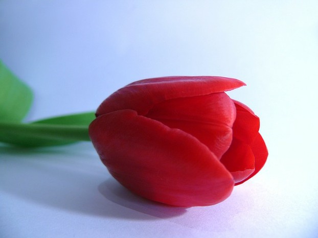 Romantische Tulpe