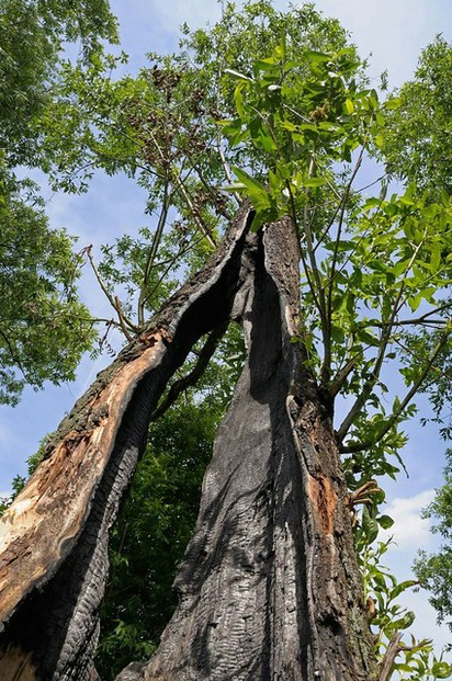 Bäume werden oft vom Blitz getroffen