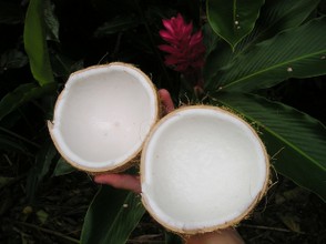 Kokosnuss - ein pflanzlicher ...