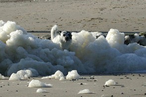 Hund tobt am Meer
