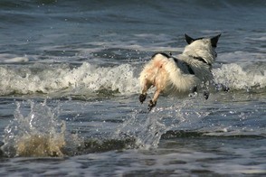 Hund springt ins Meer