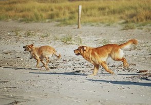 Hunde rennen am Strand