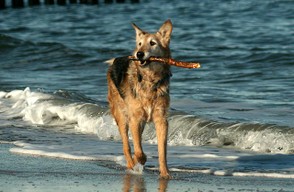 Hund spaziert am Meer