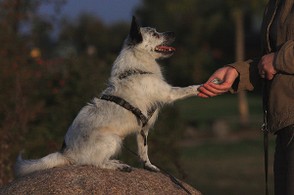 Hund gibt Pfote auf einem Stein