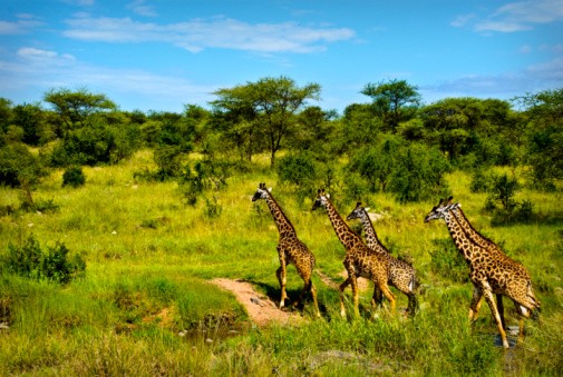 Kenia National Park