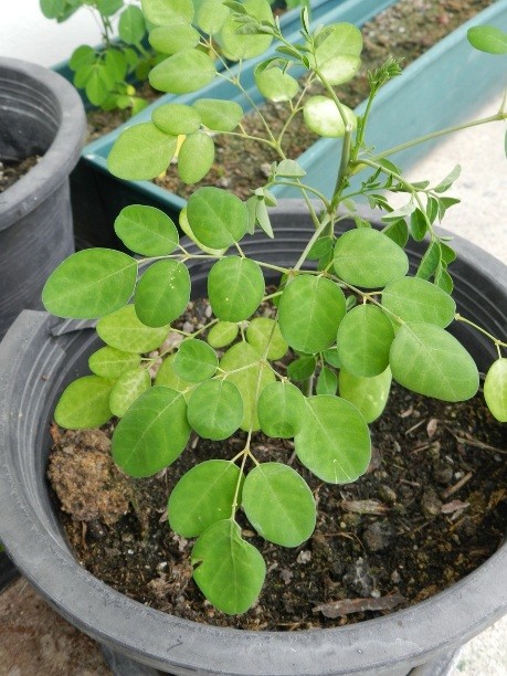 Moringa Oleifera Pflanzen im Blumentopf