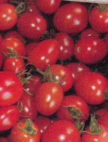 Lycopin gibt den Tomaten die Farbe