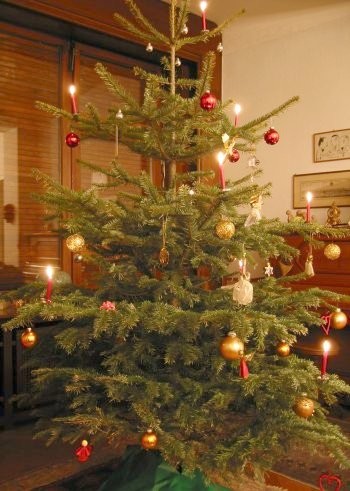 Der klassische Weihnachtsbaum darf ...