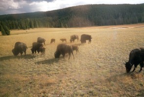 Büffelherde im Yellowstone Nationalpark