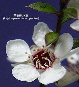 Blüte des Teebaums