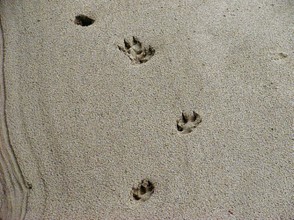 Tierspuren im Sand