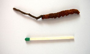 Cordyceps sinensis - Tibetanischer ...