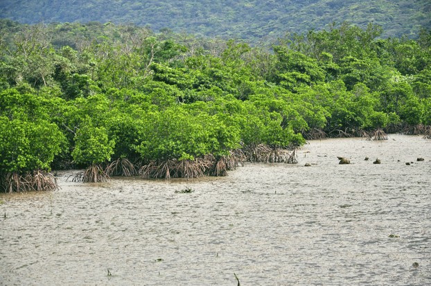 Mangroven auf Iriomote