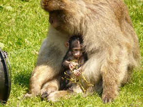 Affenmutter mit Kind