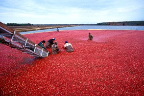 Cranberryernte in New Jersey (USA)