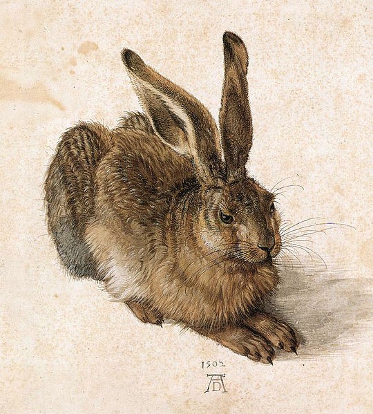 Feldhase von Albrecht Dürer