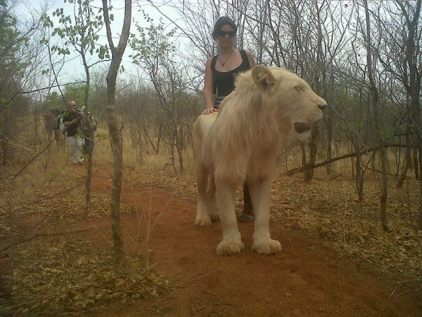 Mit einem Löwen in Sambia
