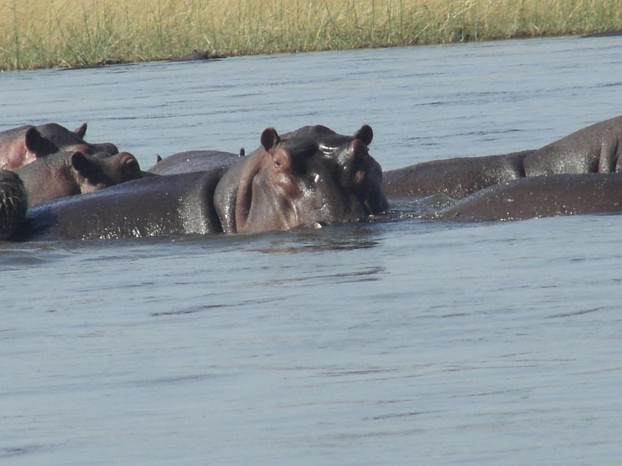 Flusspferde im Sambesi