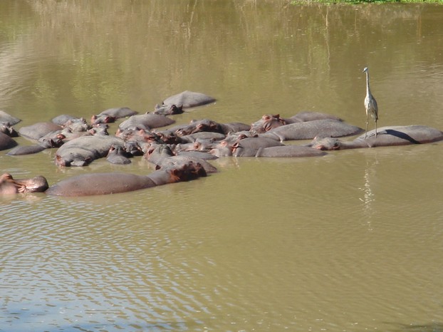 Hippopool in Sambia
