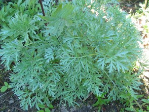 Wermut - Artemisia absinthum