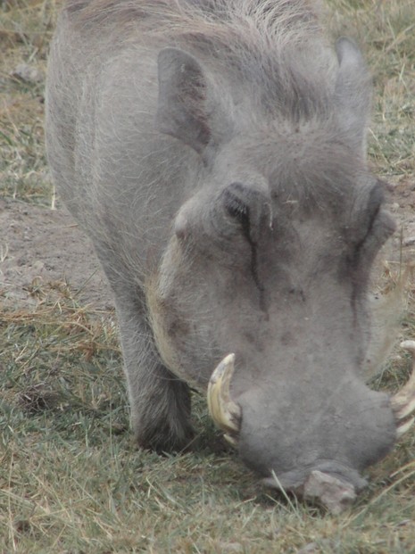 Warzenschwein kniet