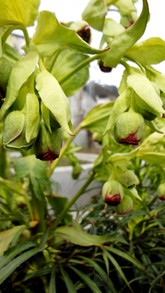 Helleborus foetidus, Pflanze
