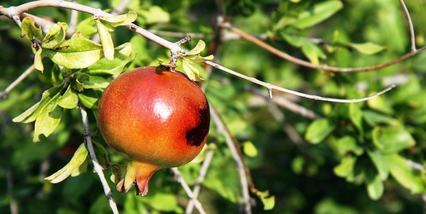 Granatapfelfrucht am Baum