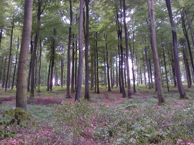 Ruh-Wald Flakenholz