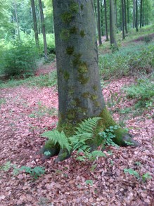 Ruh-Wald Flakenholz