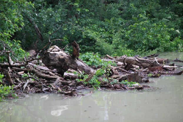 Hochwasser im Auwald