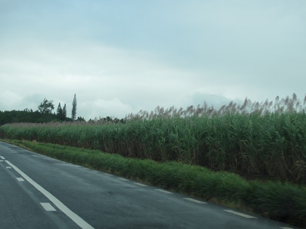 blühendes Zuckerrohrfeld auf Mauritius