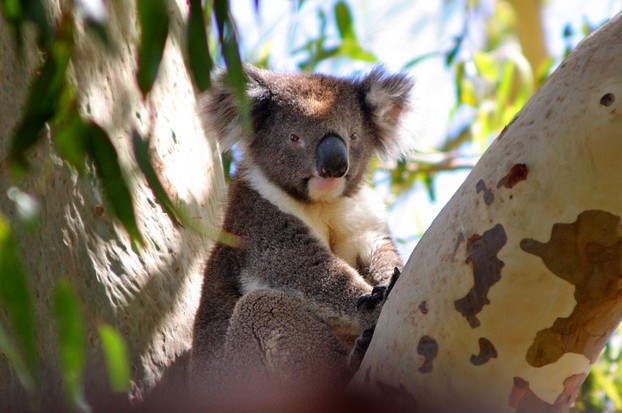 Der Koala - ein knuddeliger ...