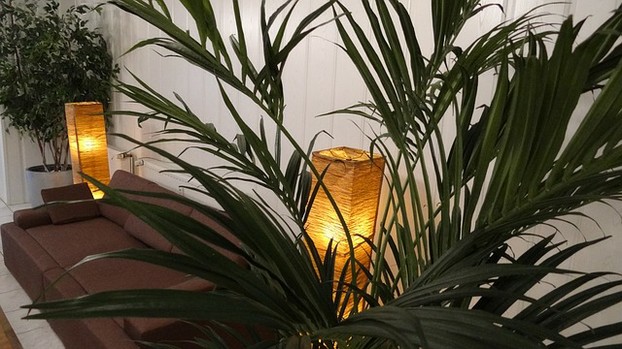 Couch mit Lampen und Pflanzen eingerahmt