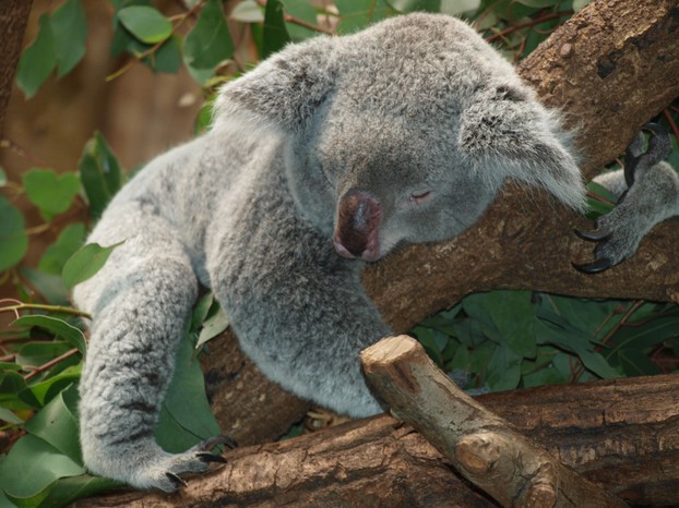 Koalas brauchen viel Schlaf