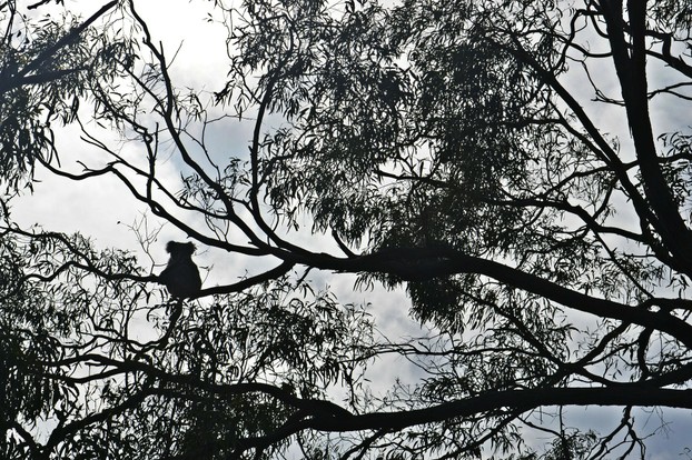 Koalas verlassen ihre Bäume nur ...