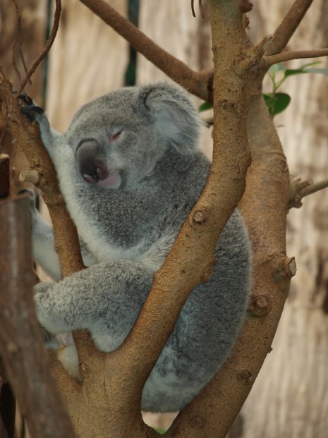 Koalas können gut in Bäumen schlafen