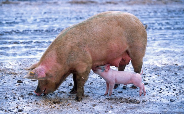 Schweinemama mit Ferkelchen
